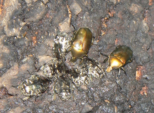 団地前のクヌギ_後面-目線より50cm上 シラホシハナムグリ6匹、カナブン6匹 2021年7月11日 14時05分頃 気温33度